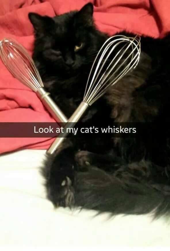 What The Pun! Step into the World of Punny Memes 7 look at my cats whiskers