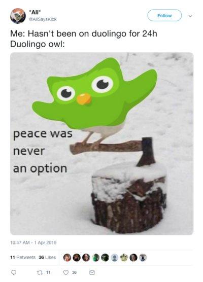 25 Duolingo Owl Memes That Will Keep You Up At Night 14 peace never was an option