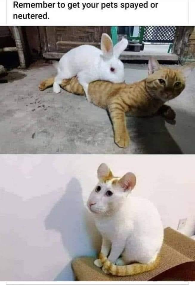 20 Random Memes To Make Your Sunday Better 6 pets sprayed neutral