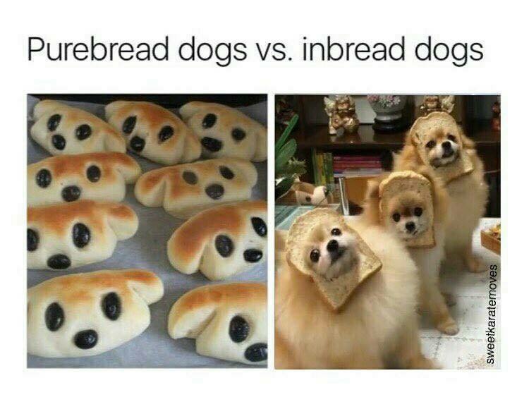 What The Pun! Step into the World of Punny Memes 11 pure bread vs in bread