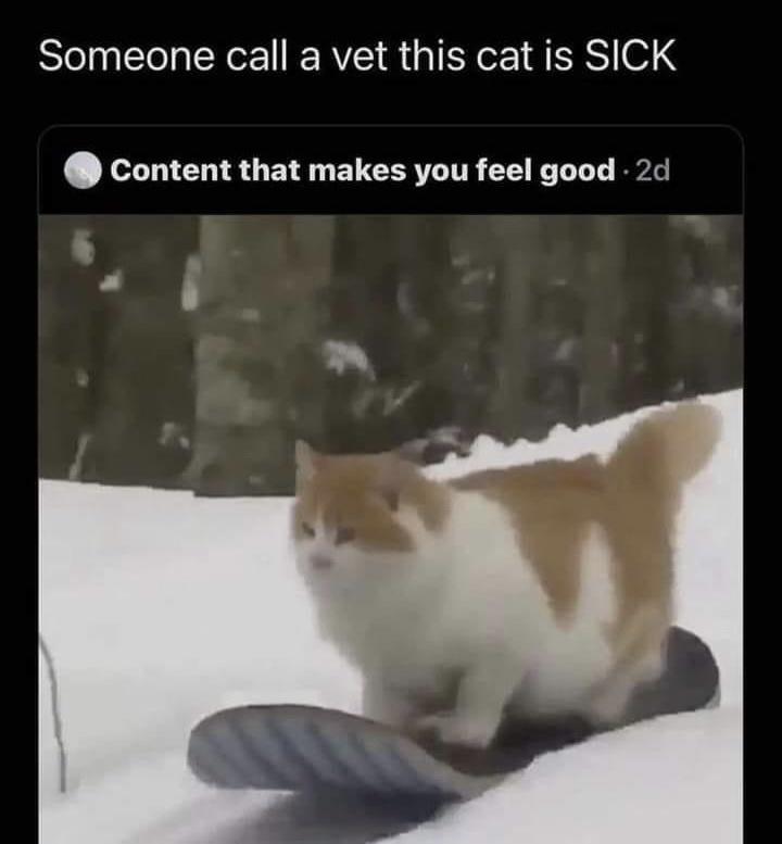 20 Random Memes To Make Your Sunday Better 2 this cat is sick