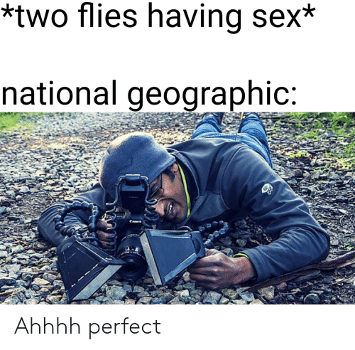 20 Best National Geographic Cameraman Memes Of All Time 16 two flies having sex