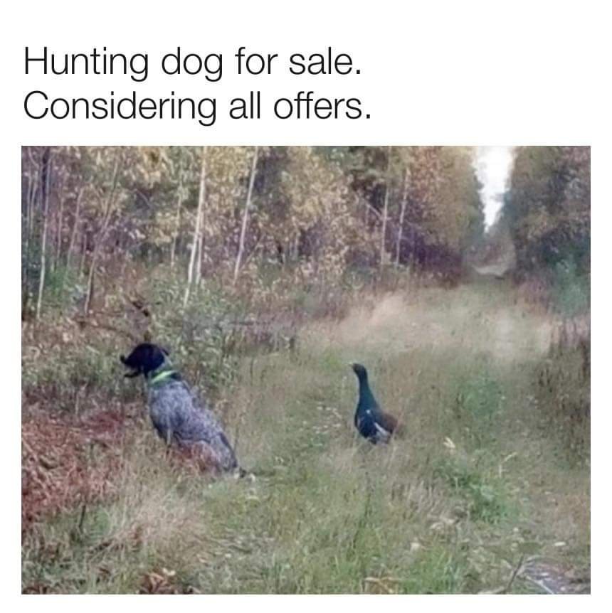 Hunting Dog For Sale Animals