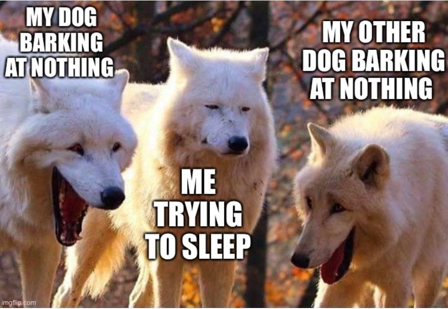 25 Dog Memes That Will Have You Howling With Laughter - Animals