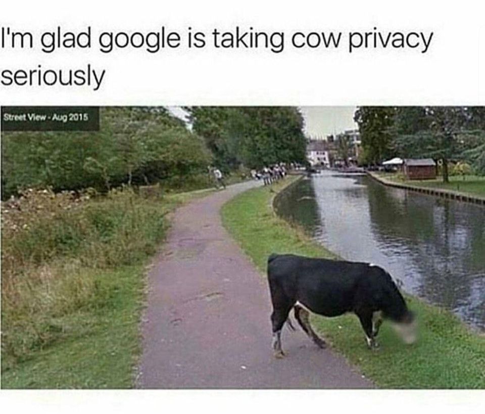 A Great Moove 1 cow memes