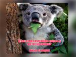 Australian Jokes - FG