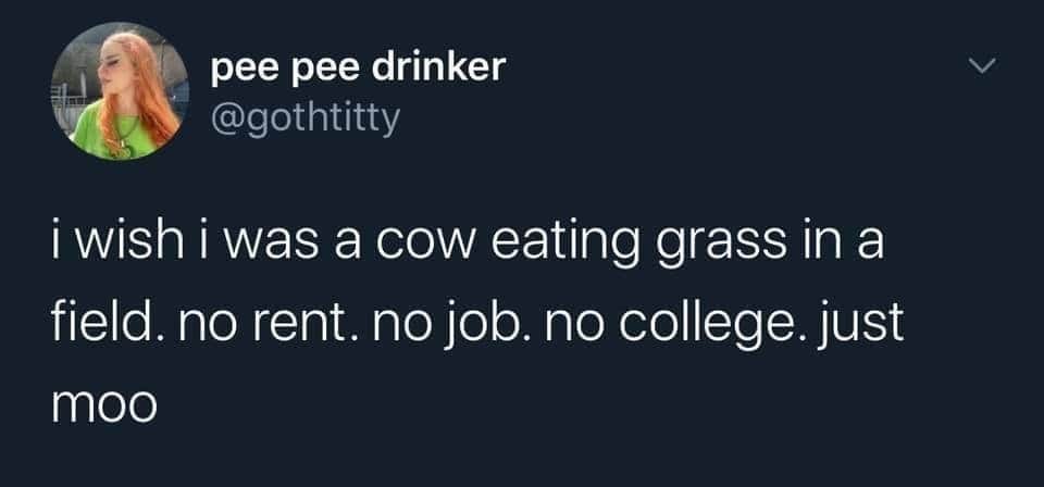 Being a cow meme

