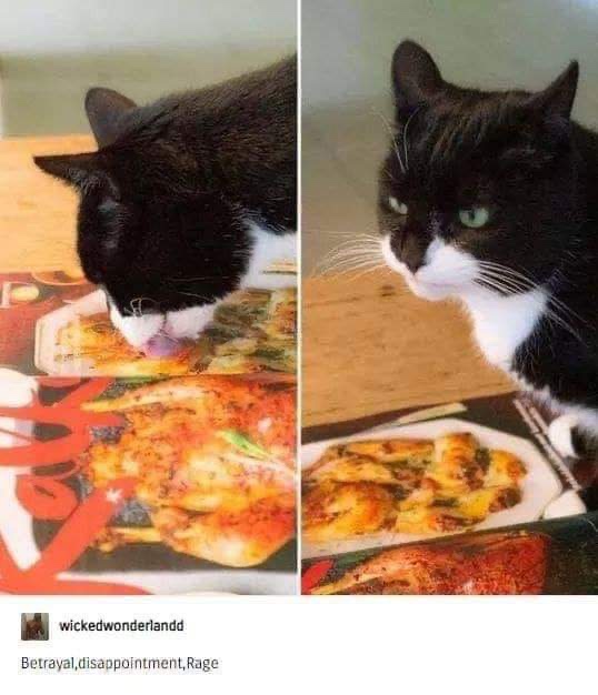 25 Dumb Memes That Will Make You Laugh Anyway 1 Betrayal and disappointment - Dumb Memes