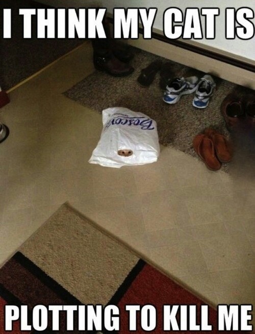 20 Images That Show Chances Of You Getting Killed By A Cat Are Low, But Never Zero 3 Cat plotting to kill - getting killed by a cat