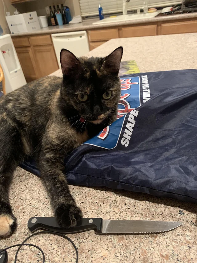20 Images That Show Chances Of You Getting Killed By A Cat Are Low, But Never Zero 4 Cat with knife - getting killed by a cat