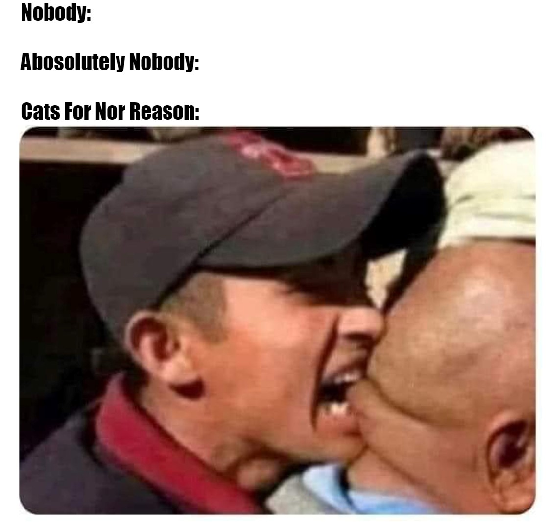 Cats For No Rhyme Or Reason 1 cat biting meme