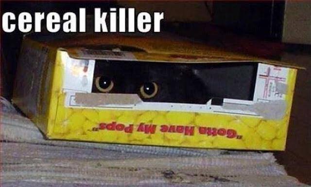 20 Images That Show Chances Of You Getting Killed By A Cat Are Low, But Never Zero 5 Cereal killer - getting killed by a cat