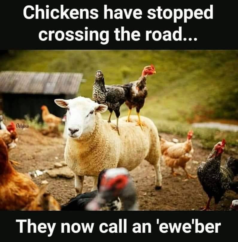 20 Animal Memes Featuring The Most Unpredictable Animal Antics 2 Chickens have stopped crossing the road