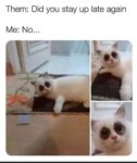 staying up late meme