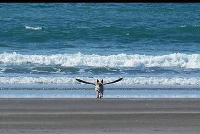 15 Perfect Things: The Search for Perfection Ends Here 13 Dog with wings