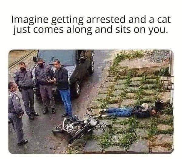 Dont Worry Guys I Got Him 1 Cat sits on you memes