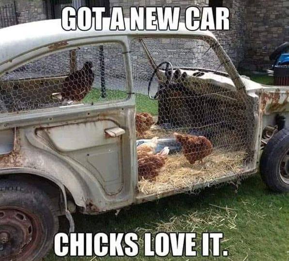 20 Animal Memes Featuring The Most Unpredictable Animal Antics 3 Got a new car chicks love it