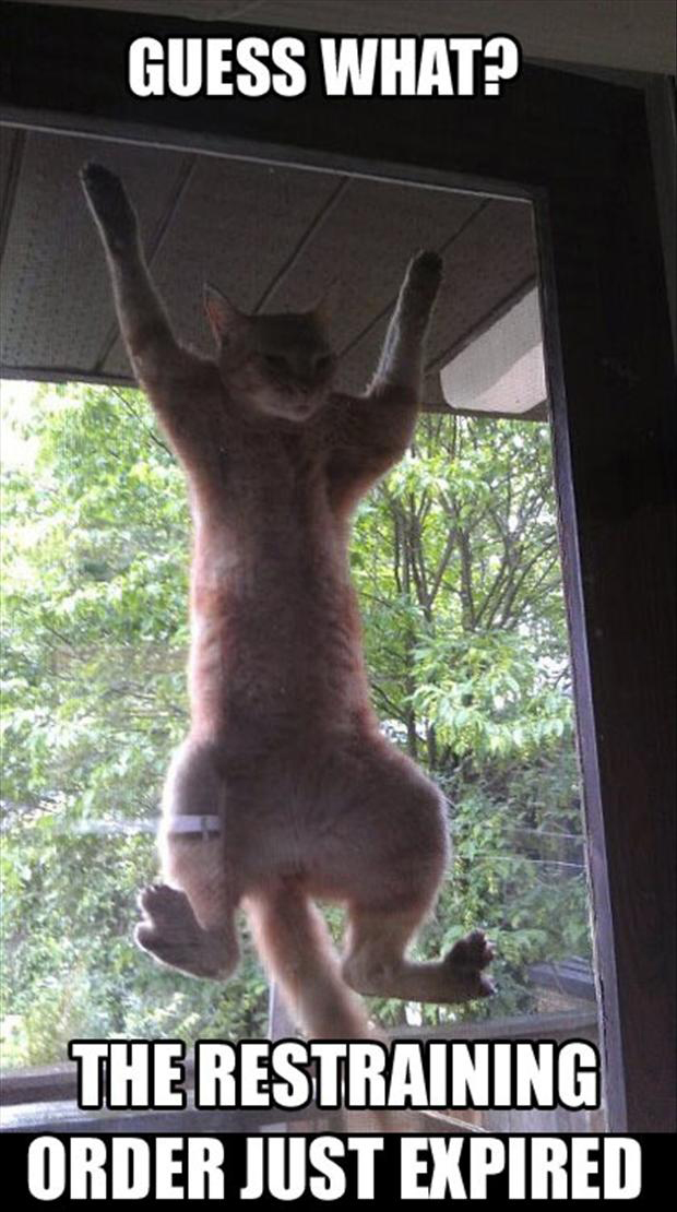 20 Images That Show Chances Of You Getting Killed By A Cat Are Low, But Never Zero 7 Guess what - getting killed by a cat