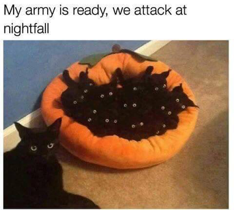 20 Images That Show Chances Of You Getting Killed By A Cat Are Low, But Never Zero 11 My army is ready - getting killed by a cat