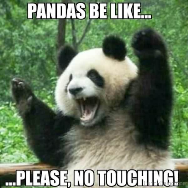 20 Panda Memes On The Occasion Of National Panda Day Animals