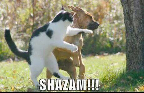 20 Images That Show Chances Of You Getting Killed By A Cat Are Low, But Never Zero 12 Shazam - getting killed by a cat