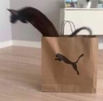 Cat out of the bag meme