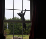 This is not my cat - FG