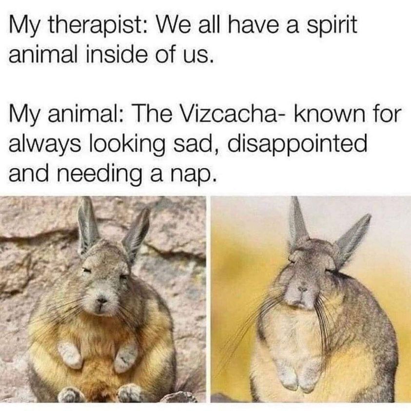 20 Animal Memes Featuring The Most Unpredictable Animal Antics 7 We all have a spirit animal
