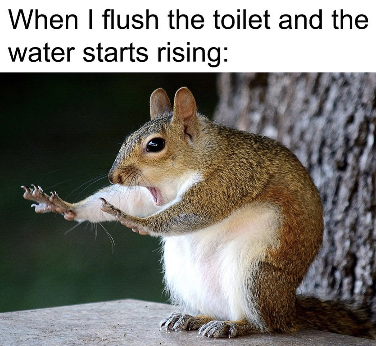 25 Dumb Memes That Will Make You Laugh Anyway 19 When I flush the toilet