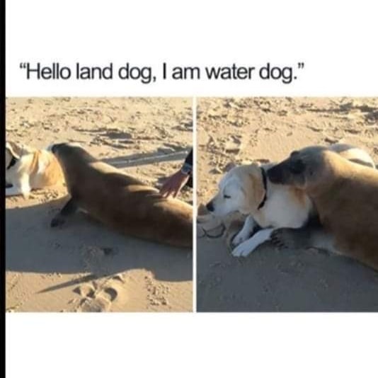 Dog memes
