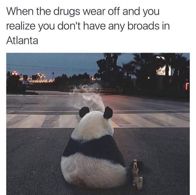 20 Panda Memes On The Occasion Of National Panda Day Animals