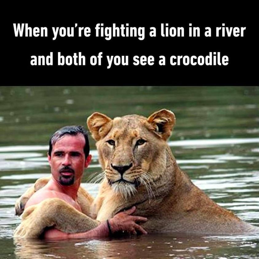 20 Animal Memes Featuring The Most Unpredictable Animal Antics 9 When youre fighting a lion in river