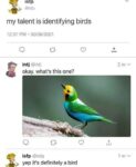 Identifying birds meme