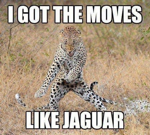 20 Animal Memes Featuring The Most Unpredictable Animal Antics 5 i got moves like jaguar