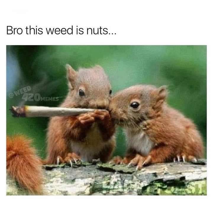 squirelles smoking joints memes
