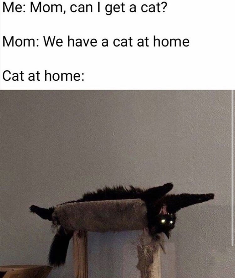 25 Clean Memes That Will Make You Feel Good Inside 4 Can I get a cat - clean memes