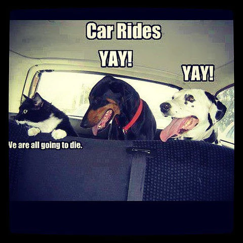 18 Dog vs Cat Memes That Will Make You Laugh & Pick a Side 1 Car rides yay - dog vs cat memes