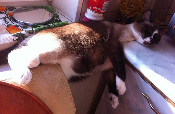 Cat sleeping in kitchen - Cats sleeping