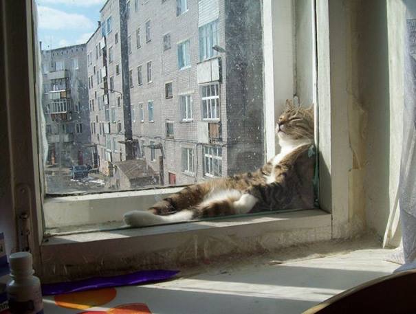 Cat sleeping in sunlight - Cats sleeping