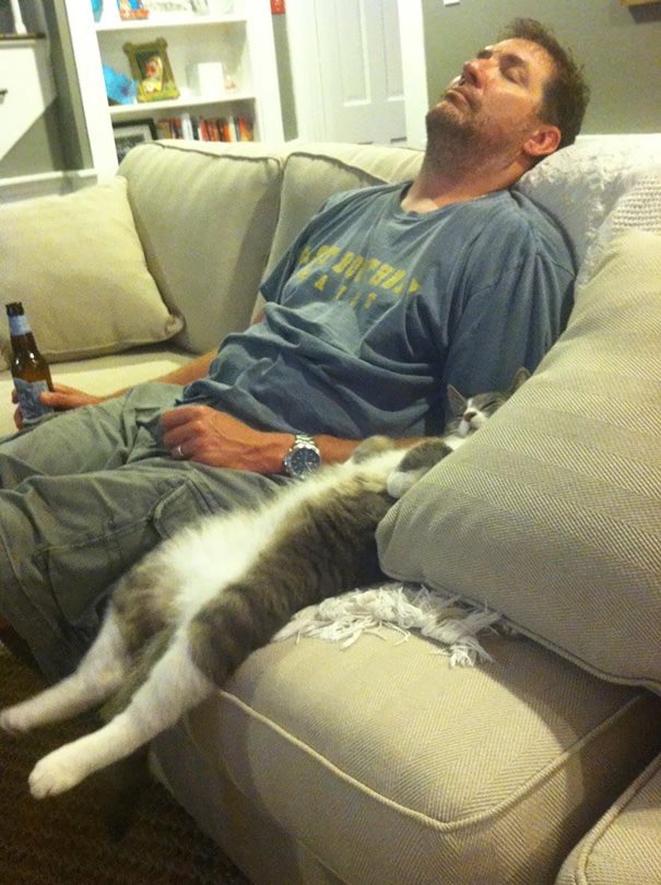 Cat sleeping on couch - Cats sleeping