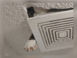 Curiosity Gets the Cat - FG