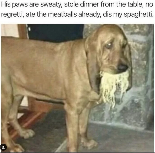 Doginem 1 dog memes