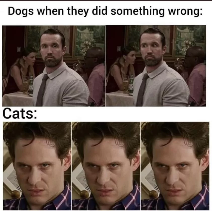 18 Dog vs Cat Memes That Will Make You Laugh & Pick a Side 5 Dogs when they dd something wrong - dog vs cat memes