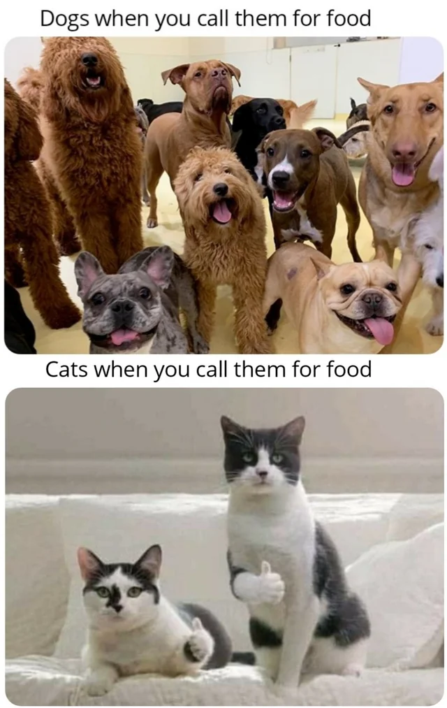 18 Dog vs Cat Memes That Will Make You Laugh & Pick a Side 6 Dogs when you call them for food - dog vs cat memes