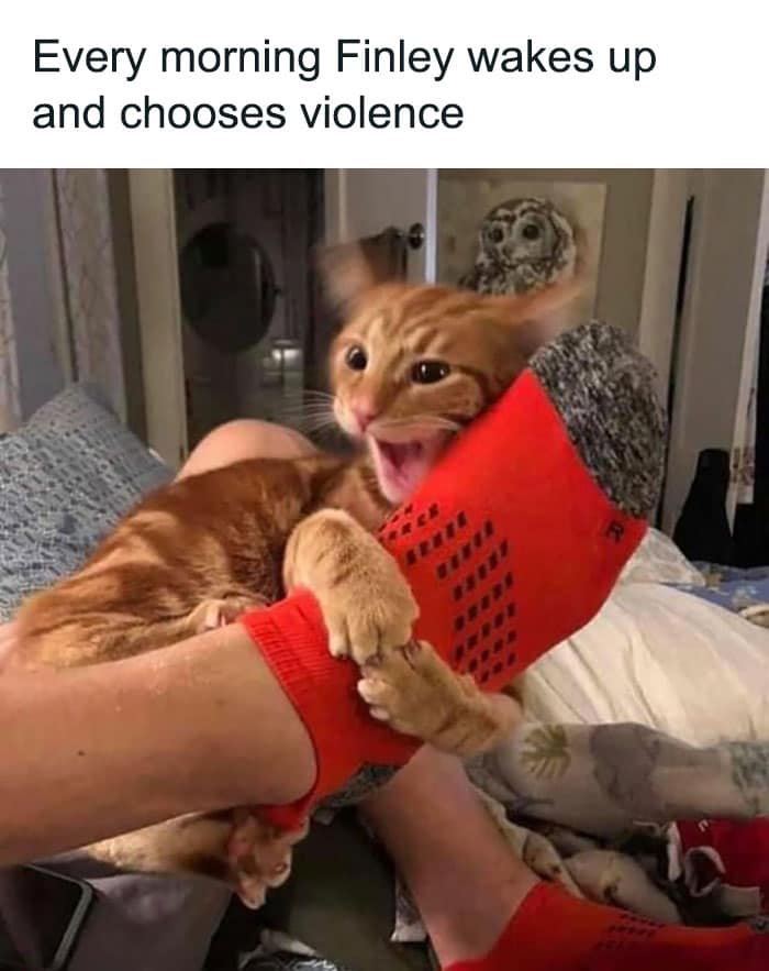 Every Morning He Chooses Violence 1 cat meme