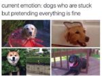 stuck dog meme