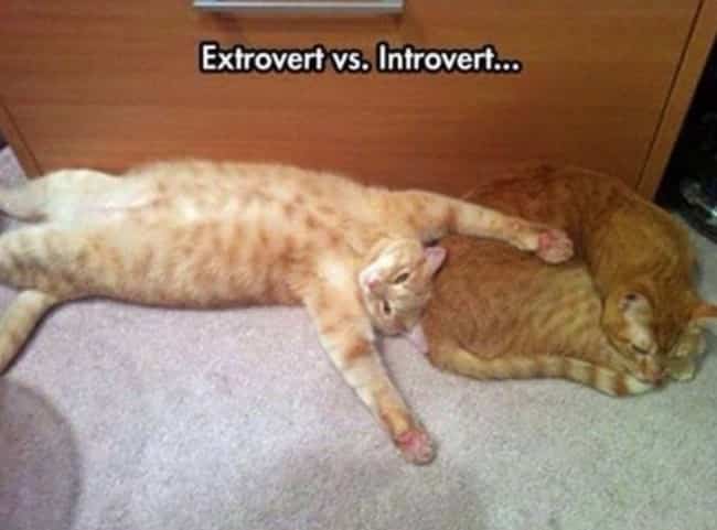 20 Memes That Show What Happens When An Extrovert Meets An Introvert 4 Extrovert vs Introvert - Extrovert Meets An Introvert