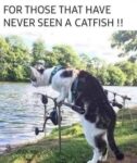catfish memes