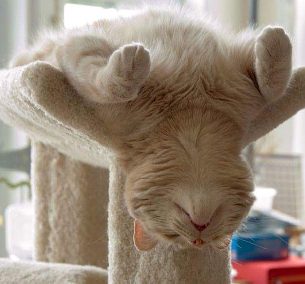 Hanging neck - Cats sleeping