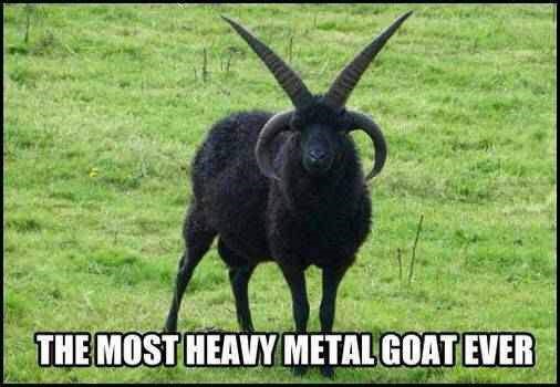 25 Goat Memes That Will Make You Go 'Bahahaha! 7 Heavy Metal Goat